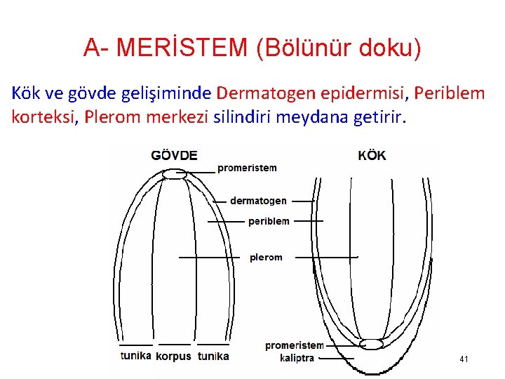 A- MERİSTEM (Bölünür doku) Kök ve gövde gelişiminde Dermatogen epidermisi, Periblem korteksi, Plerom merkezi