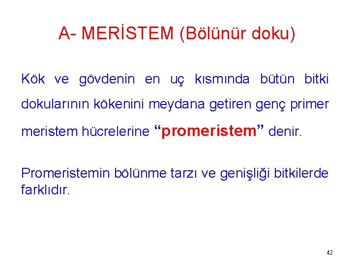 A- MERİSTEM (Bölünür doku) Kök ve gövdenin en uç kısmında bütün bitki dokularının kökenini