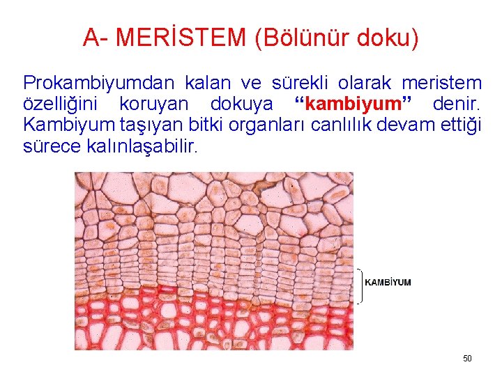 A- MERİSTEM (Bölünür doku) Prokambiyumdan kalan ve sürekli olarak meristem özelliğini koruyan dokuya “kambiyum”