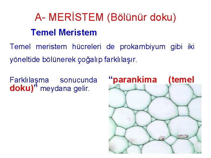 A- MERİSTEM (Bölünür doku) Temel Meristem Temel meristem hücreleri de prokambiyum gibi iki yöneltide