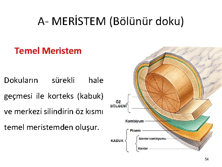 A- MERİSTEM (Bölünür doku) Temel Meristem Dokuların sürekli hale geçmesi ile korteks (kabuk) ve
