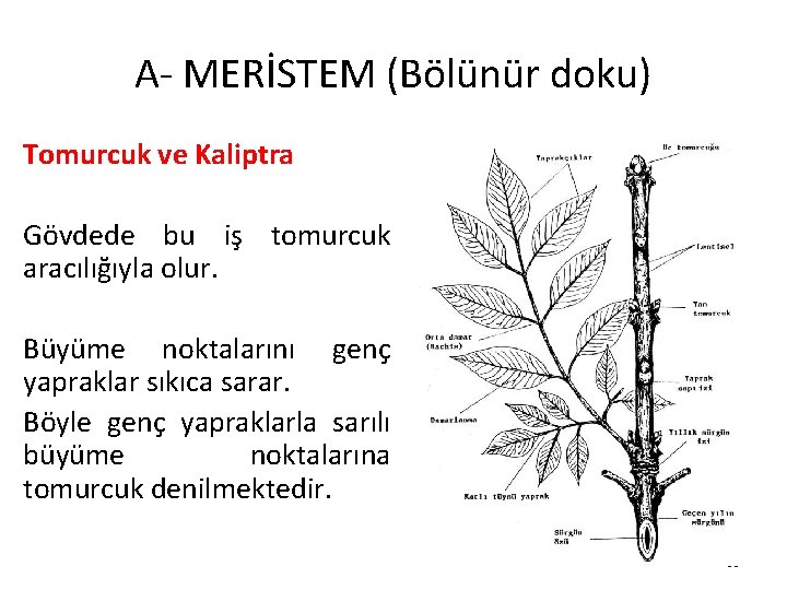 A- MERİSTEM (Bölünür doku) Tomurcuk ve Kaliptra Gövdede bu iş tomurcuk aracılığıyla olur. Büyüme