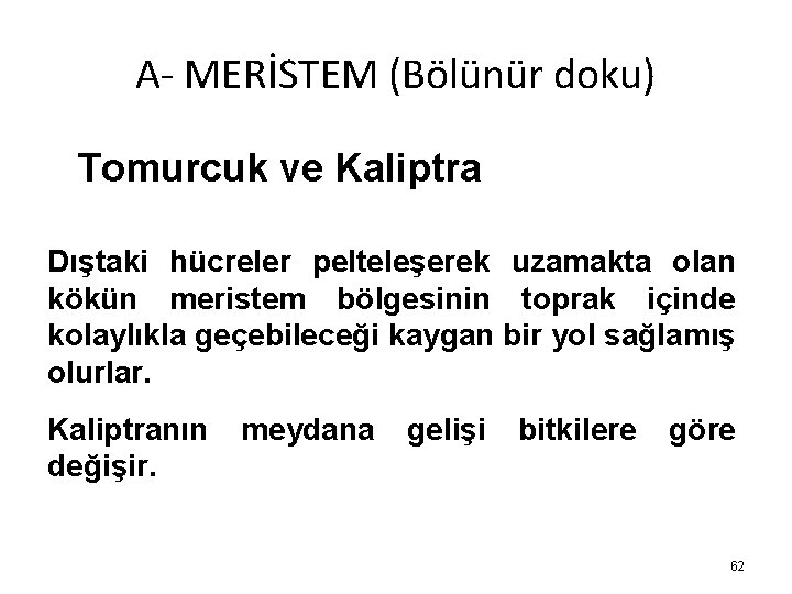 A- MERİSTEM (Bölünür doku) Tomurcuk ve Kaliptra Dıştaki hücreler pelteleşerek uzamakta olan kökün meristem