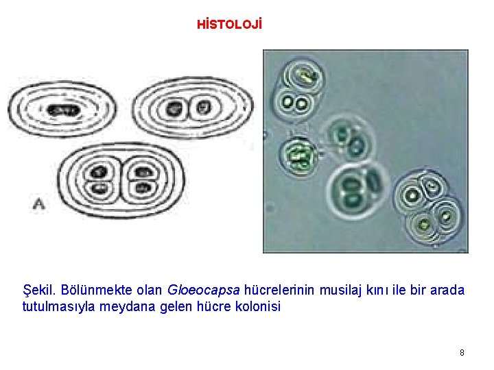 HİSTOLOJİ Şekil. Bölünmekte olan Gloeocapsa hücrelerinin musilaj kını ile bir arada tutulmasıyla meydana gelen