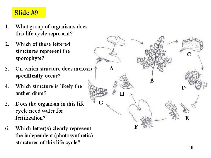 Slide #9 1. What group of organisms does this life cycle represent? 2. Which
