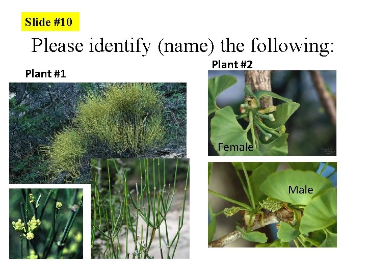 Slide #10 Please identify (name) the following: Plant #1 Plant #2 Female Male 