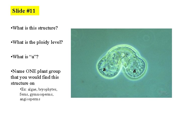 Slide #11 • What is this structure? • What is the ploidy level? •