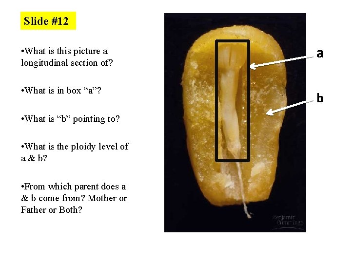 Slide #12 • What is this picture a longitudinal section of? a • What
