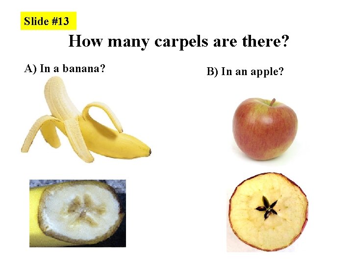 Slide #13 How many carpels are there? A) In a banana? B) In an