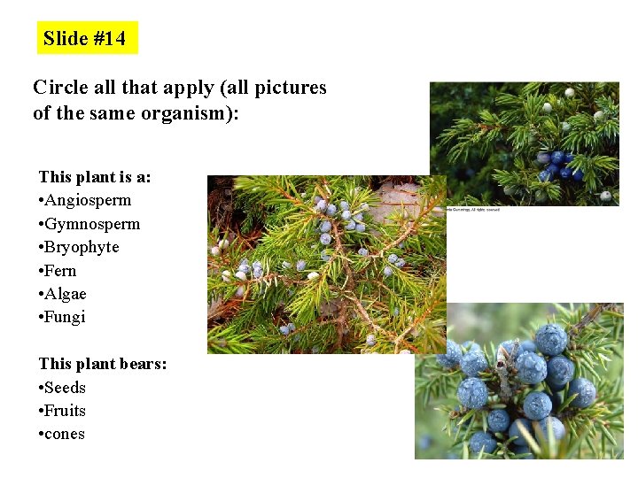 Slide #14 Circle all that apply (all pictures are of the same organism): This
