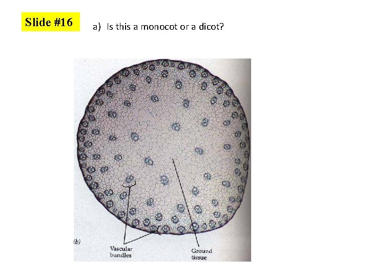 Slide #16 a) Is this a monocot or a dicot? 
