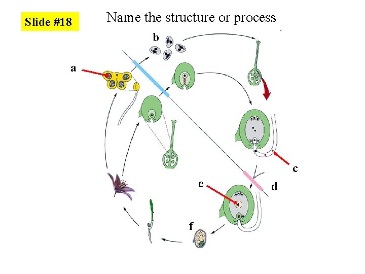 Slide #18 Name the structure or process b a c e f d 