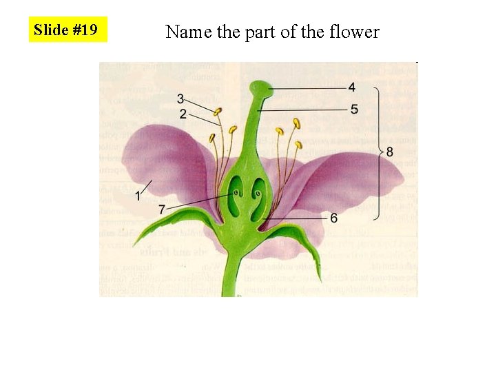 Slide #19 Name the part of the flower 