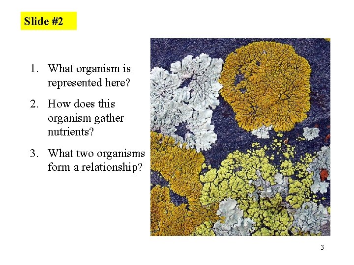 Slide #2 1. What organism is represented here? 2. How does this organism gather