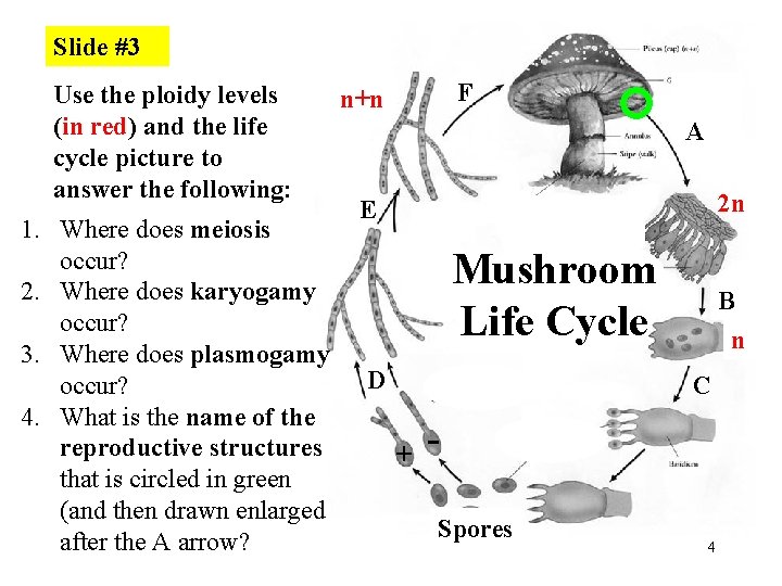 Slide #3 Use the ploidy levels (in red) and the life cycle picture to