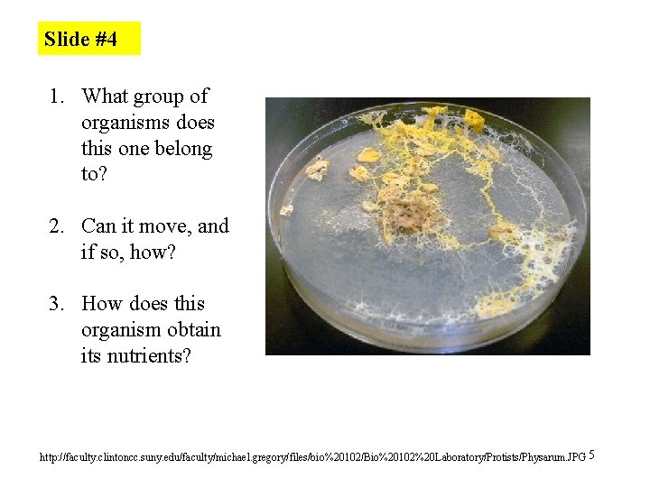 Slide #4 1. What group of organisms does this one belong to? 2. Can