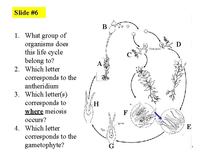 Slide #6 B 1. What group of organisms does this life cycle belong to?