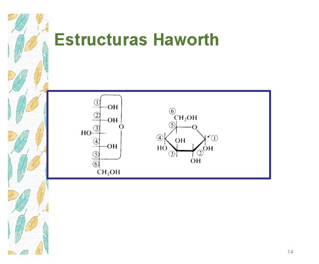 Estructuras Haworth 14 