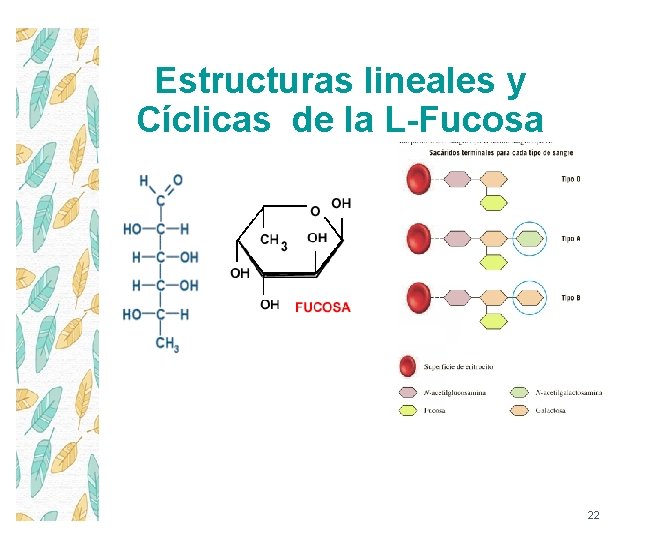 Estructuras lineales y Cíclicas de la L-Fucosa 22 