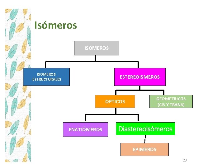 Isómeros ISOMEROS ESTRUCTURALES ESTEREOISMEROS OPTICOS ENATIÓMEROS GEOMETRICOS (CIS Y TRANS) Diastereoisómeros EPIMEROS 23 