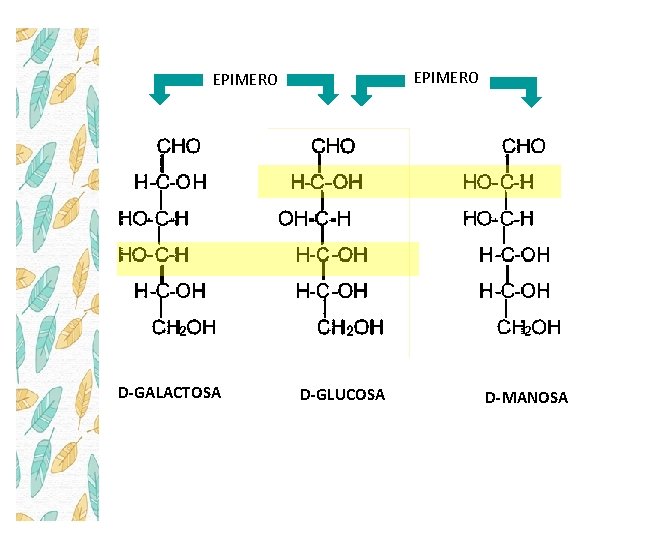 EPIMERO D-GALACTOSA D-GLUCOSA D-MANOSA 