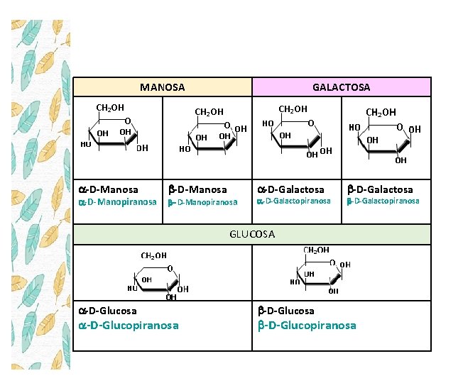 MANOSA -D-Manosa -D-Manopiranosa GALACTOSA b-D-Manosa -D-Galactosa b-D-Manopiranosa -D-Galactopiranosa b-D-Galactopiranosa GLUCOSA -D-Glucosa -D-Glucopiranosa b-D-Glucopiranosa 