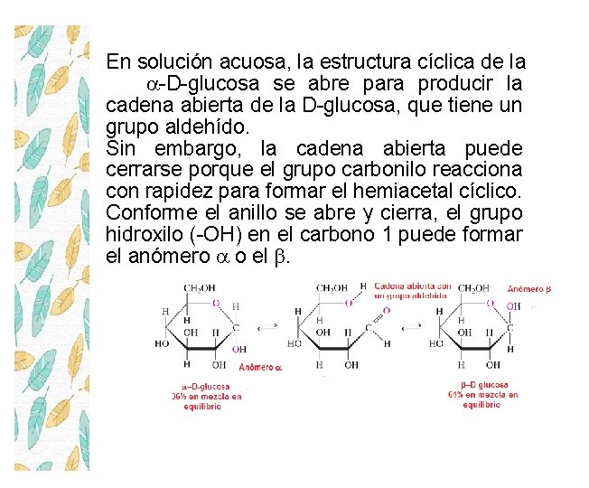 En solución acuosa, la estructura cíclica de la a-D-glucosa se abre para producir la