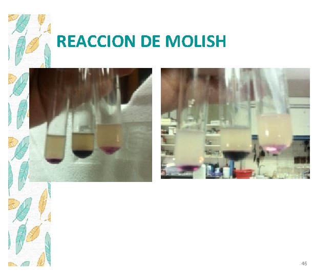 REACCION DE MOLISH 45 
