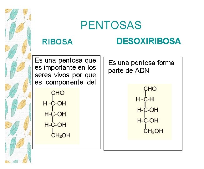 PENTOSAS RIBOSA Es una pentosa que es importante en los seres vivos por que