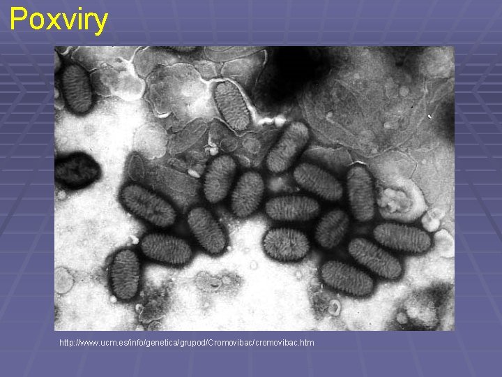 Poxviry http: //www. ucm. es/info/genetica/grupod/Cromovibac/cromovibac. htm 