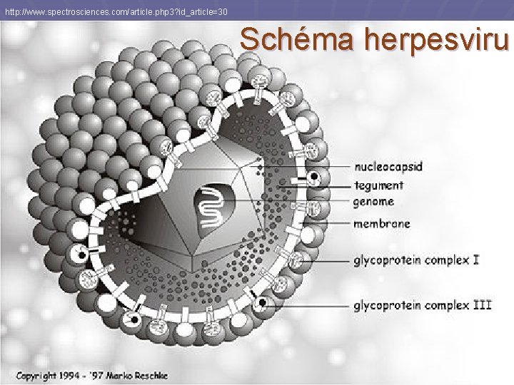 http: //www. spectrosciences. com/article. php 3? id_article=30 Schéma herpesviru 