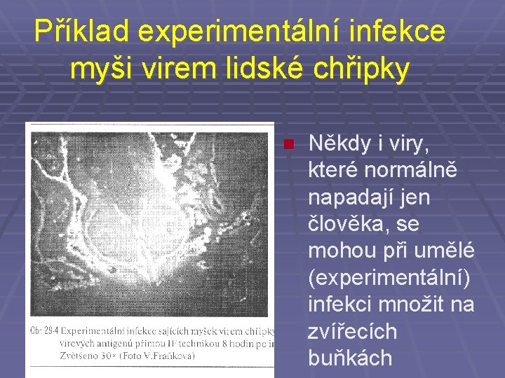 Příklad experimentální infekce myši virem lidské chřipky n Někdy i viry, které normálně napadají