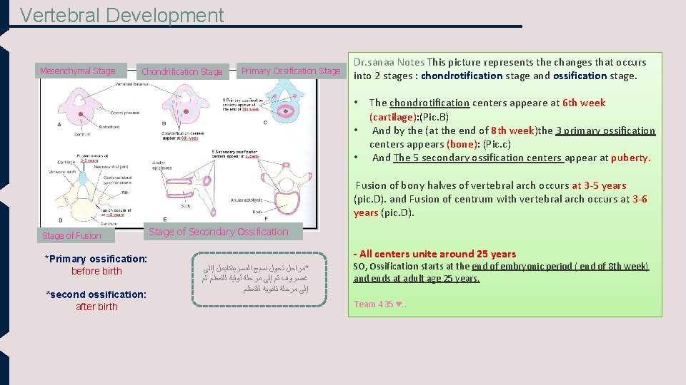 Vertebral Development Mesenchymal Stage Chondrification Stage Primary Ossification Stage Dr. sanaa Notes This picture