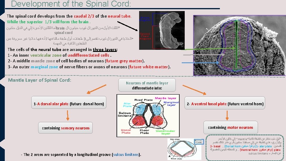 Development of the Spinal Cord: The spinal cord develops from the caudal 2/3 of