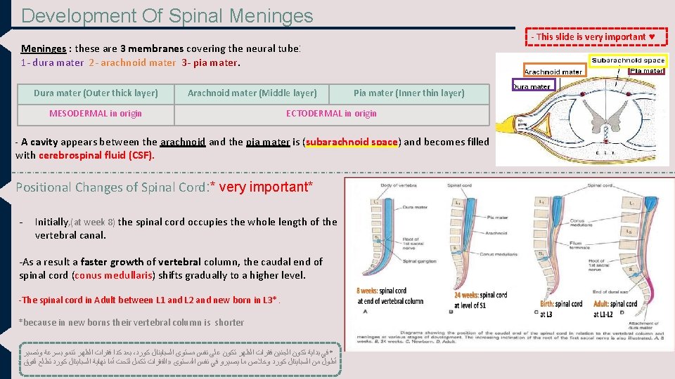 Development Of Spinal Meninges - This slide is very important ♥ Meninges : these