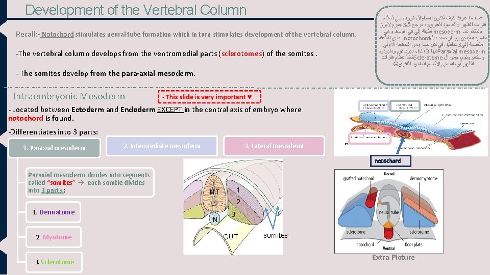Development of the Vertebral Column Recall: - Notochord stimulates neural tube formation which in