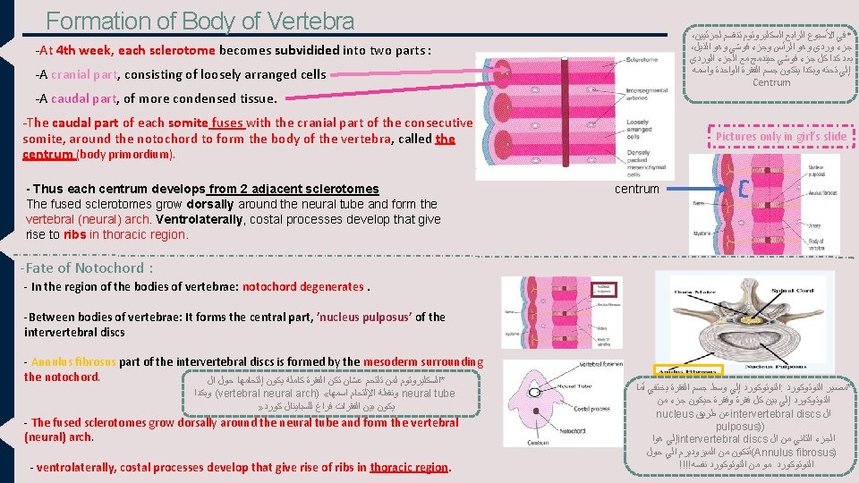 Formation of Body of Vertebra ، *ﻓﻲ ﺍﻷﺴﺒﻮﻉ ﺍﻟﺮﺍﺑﻊ ﺍﻟﺴﻜﻠﻴﺮﻭﺗﻮﻡ ﺗﻨﻘﺴﻢ ﻟﺠﺰﺋﻴﻴﻦ ، ﺟﺰﺀ