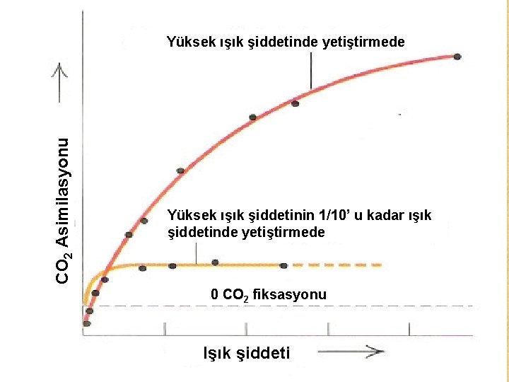 CO 2 Asimilasyonu Yüksek ışık şiddetinde yetiştirmede Yüksek ışık şiddetinin 1/10’ u kadar ışık