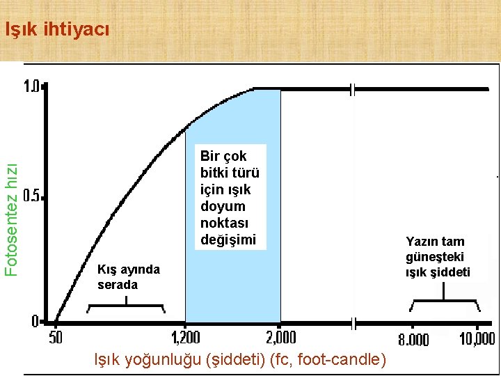 Fotosentez hızı Işık ihtiyacı Bir çok bitki türü için ışık doyum noktası değişimi Kış