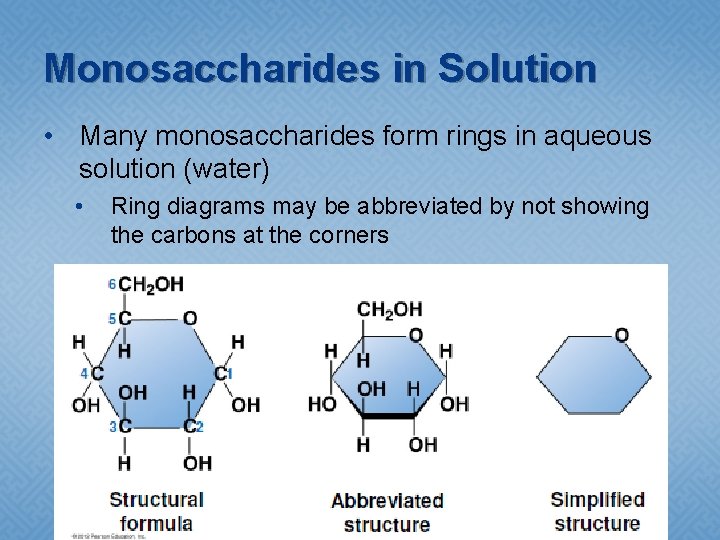Monosaccharides in Solution • Many monosaccharides form rings in aqueous solution (water) • Ring