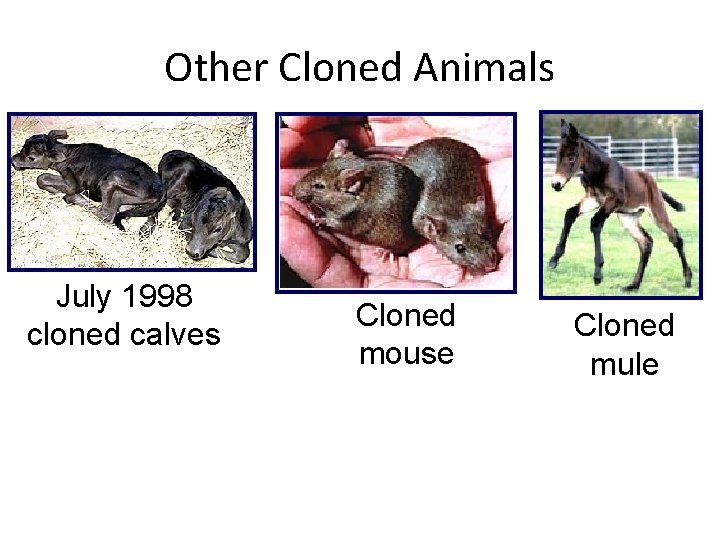 Other Cloned Animals July 1998 cloned calves Cloned mouse Cloned mule 