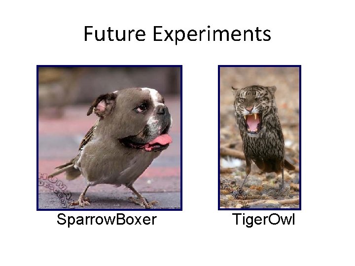 Future Experiments Sparrow. Boxer Tiger. Owl 