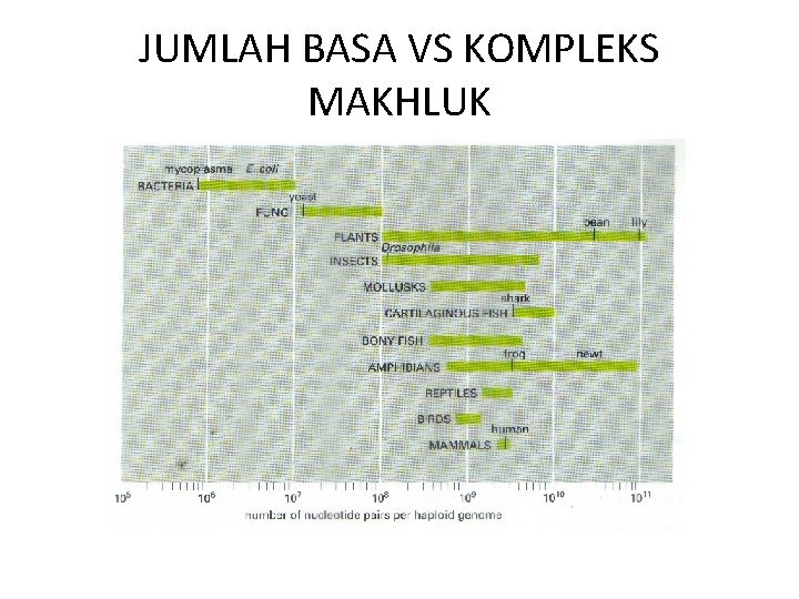 JUMLAH BASA VS KOMPLEKS MAKHLUK 