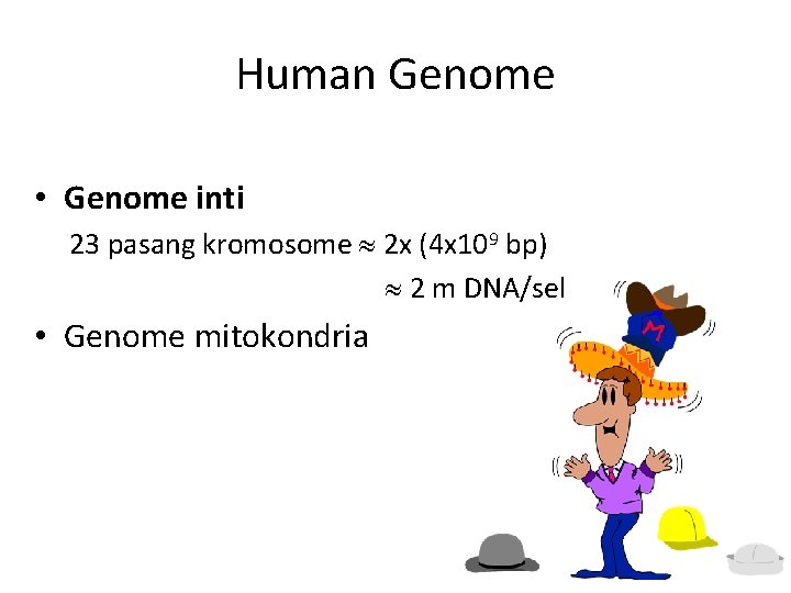 Human Genome • Genome inti 23 pasang kromosome 2 x (4 x 109 bp)