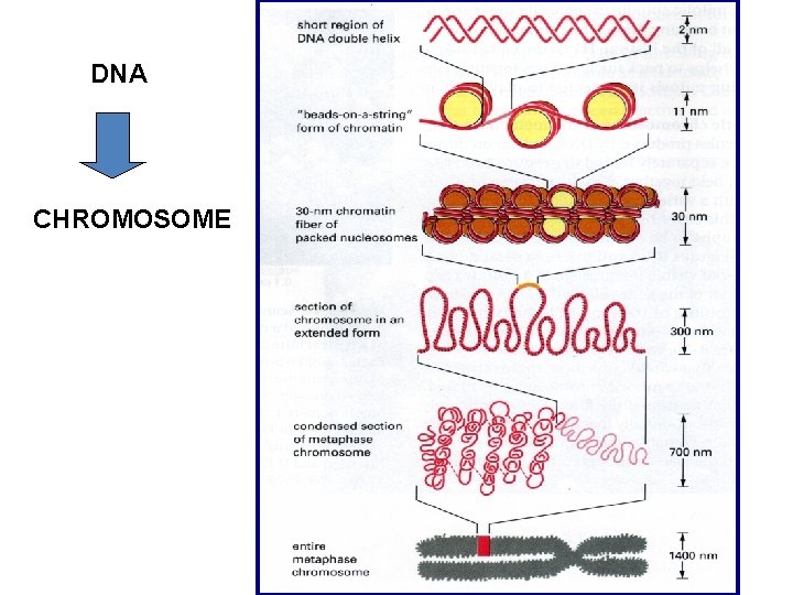 DNA CHROMOSOME 