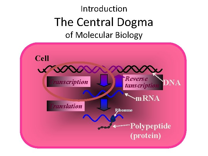 Introduction The Central Dogma of Molecular Biology Cell Transcription Translation Reverse tanscription DNA m.