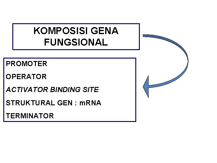 KOMPOSISI GENA FUNGSIONAL PROMOTER OPERATOR ACTIVATOR BINDING SITE STRUKTURAL GEN : m. RNA TERMINATOR