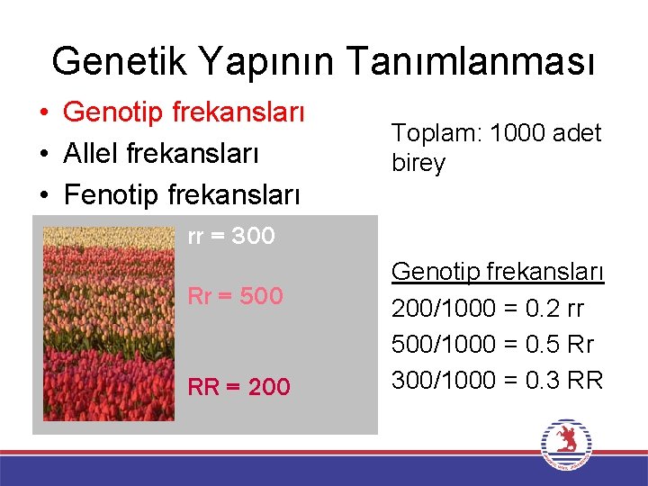 Genetik Yapının Tanımlanması • Genotip frekansları • Allel frekansları • Fenotip frekansları Toplam: 1000