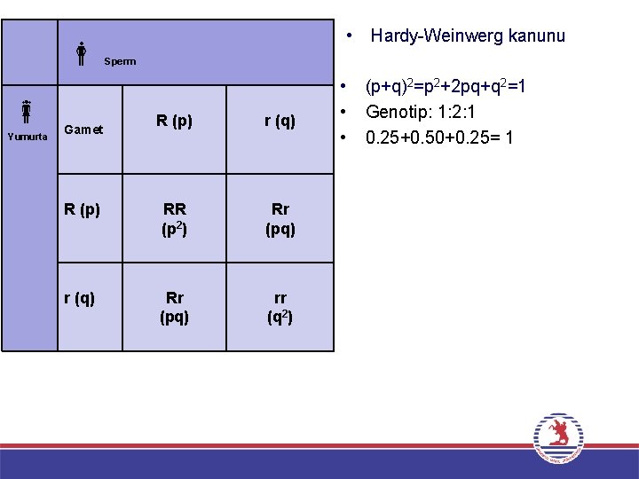  Yumurta • Sperm R (p) r (q) R (p) RR (p 2) Rr