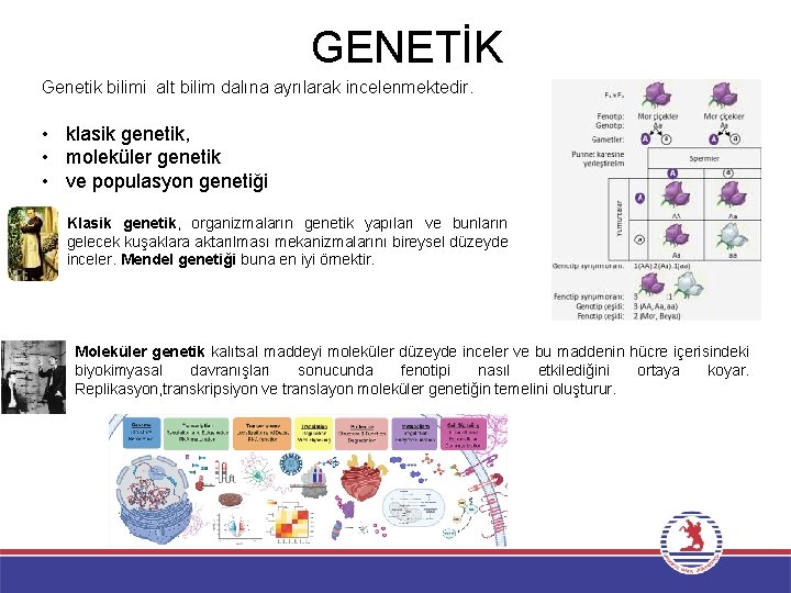 GENETİK Genetik bilimi alt bilim dalına ayrılarak incelenmektedir. • klasik genetik, • moleküler genetik